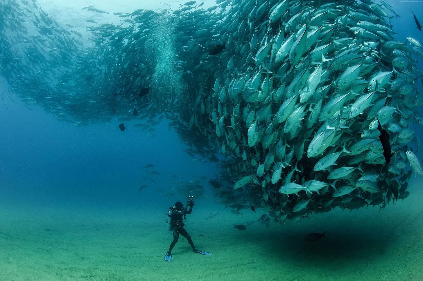 The Miracle of Cabo Pulmo in Baja California